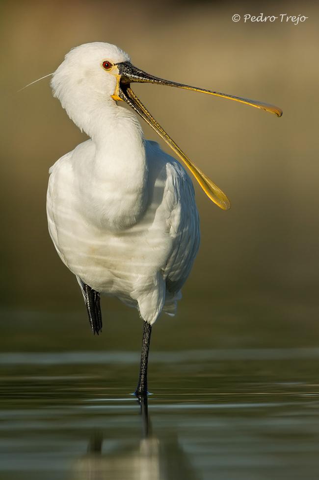 Espatula (Platalea leucorodia)